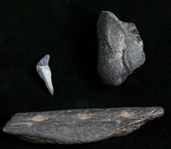 Porpose Tooth, Jaw Section & Earbone Set - Miocene #4412
